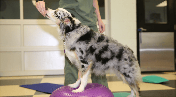 Rehabilitation