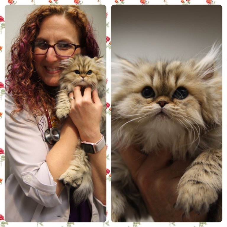 Vet Near Me 32746 CatFriendly Practice Lake Emma Animal Hospital